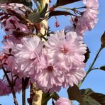 Sakura ozdobná (Prunus serrulata) ´ROYAL BURGUNDY´ - výška 150-200 cm, kont. C10L 